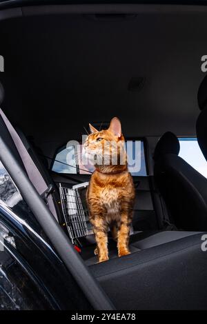 Gatto del Bengala in piedi sul seggiolino con supporto nella parte posteriore. Trasporto e trasporto di animali domestici. Foto Stock