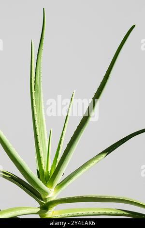 Pianta di aloe vera su sfondo grigio chiaro. Foto Stock