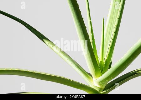 Pianta di aloe vera su sfondo grigio chiaro. Foto Stock