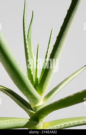 Pianta di aloe vera su sfondo grigio chiaro. Foto Stock