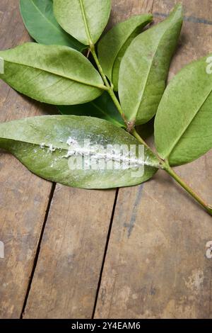 le foglie infestate dalle fenditure bianche sul piano del giardino, le linfa che succhiano piccoli insetti volanti bianchi infettano foglie verdi, parassiti comuni per le piante domestiche in modo selettivo Foto Stock