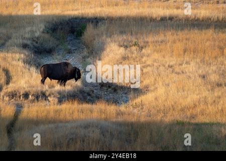 Un bufalo è in piedi in un campo di erba alta. Il bufalo è marrone e ha un grande corno sulla testa. Il campo è asciutto e arido, senza alberi o o Foto Stock