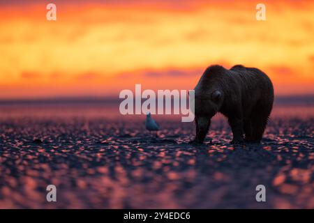 Orso bruno dell'Alaska che cammina sulla spiaggia all'alba nel parco nazionale del lago Clark. Foto Stock