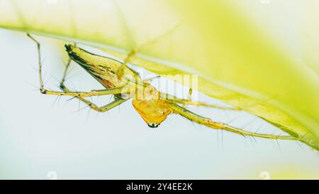 Lynx Spider a righe gialle nascosto sotto una foglia verde, foto da vicino di insetti con messa a fuoco selettiva. Foto Stock