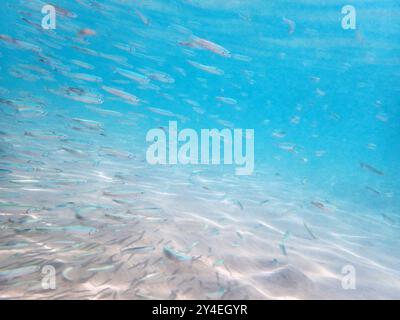 piccoli pesci nel mare rosso (pesce lattiero) Foto Stock