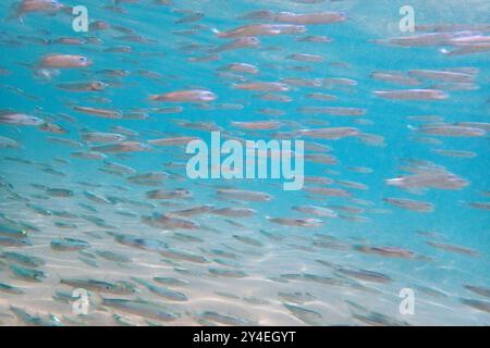 piccoli pesci nel mare rosso (pesce lattiero) Foto Stock