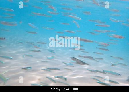 piccoli pesci nel mare rosso (pesce lattiero) Foto Stock