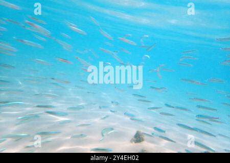 piccoli pesci nel mare rosso (pesce lattiero) Foto Stock