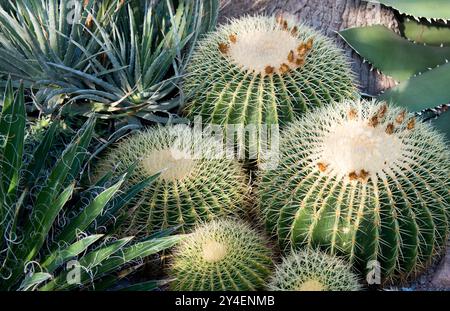 Cactus Cacti, canna d'oro Foto Stock