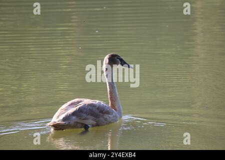 Il White Swan nuota sul lago Foto Stock