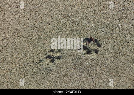 Primo piano di piste per cani in sabbia soffice sulla spiaggia. Foto Stock