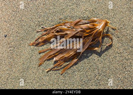 Primo piano di un mucchio di alghe bagnate su una spiaggia. Foto Stock