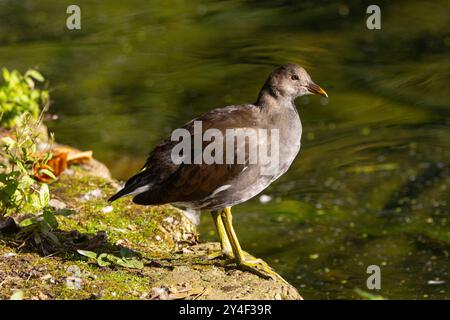 Il giovane moorhen è a tutti gli effetti, ma per il primo anno manca dei colori dell'adulto. Ma le piume bianche sono lì per segnalare Foto Stock