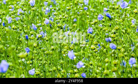 Zona “Pays de Caux”: Lino in fiore Foto Stock