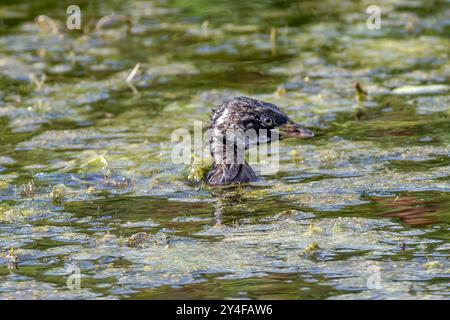 Little Grebe, East Mersea Island, Essex, Regno Unito Foto Stock