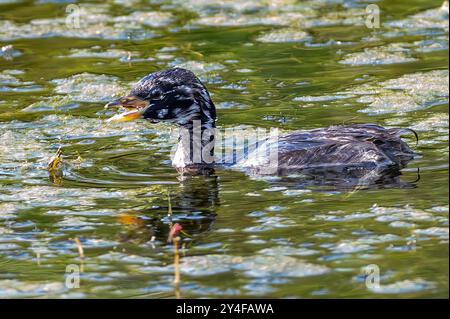 Little Grebe, East Mersea Island, Essex, Regno Unito Foto Stock