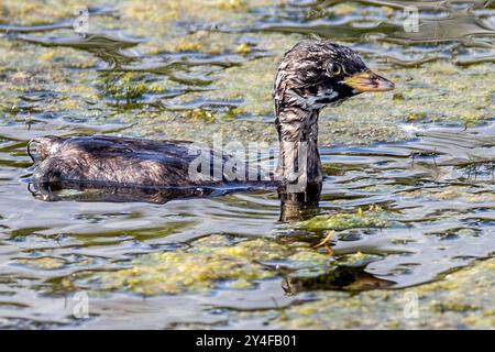 Little Grebe, East Mersea Island, Essex, Regno Unito Foto Stock