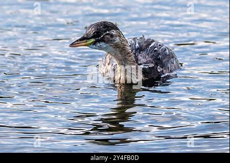 Little Grebe, East Mersea Island, Essex, Regno Unito Foto Stock