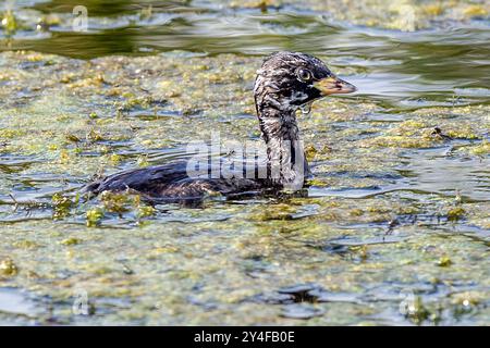 Little Grebe, East Mersea Island, Essex, Regno Unito Foto Stock