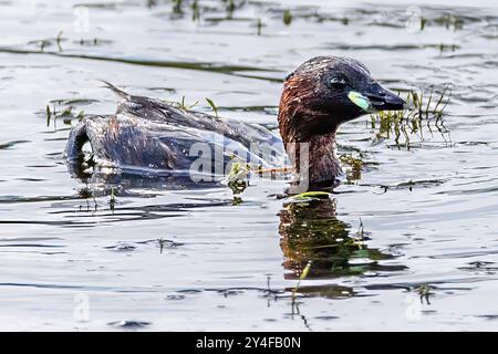 Little Grebe, East Mersea Island, Essex, Regno Unito Foto Stock