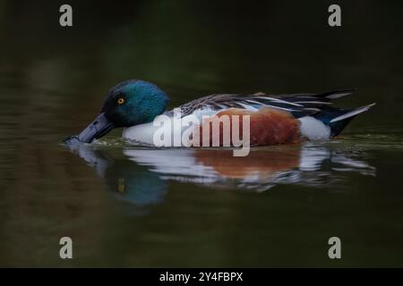 Questo incredibile Kingfisher comune scansiona l'acqua sottostante in attesa di un potenziale pasto Foto Stock