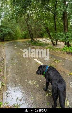 labrador nero che cammina lungo una strada allagata in una foresta dopo forti piogge nella Repubblica Ceca Foto Stock