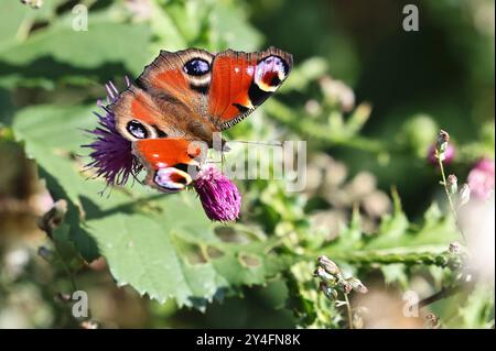 Natur 15.09.2024, Hohe Schrecke / nahe Burgwenden, Tagpfauenauge Aglais io auf den lila Blueten einer Distel *** natura 15 09 2024, Hohe Schrecke vicino a Burgwenden, farfalla di pavone Aglais io sui fiori viola di un cardo Foto Stock