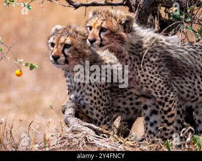 Due simpatici cuccioli di ghepardo sbirciano fuori dal sottobosco del Serengenti National Park e ammirano con stupore la savana. Foto Stock