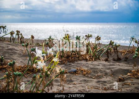 Spiaggia selvaggia ricoperta di piante maritimum di Pancratium in un malinconico e nuvoloso giorno d'estate prima della tempesta Foto Stock