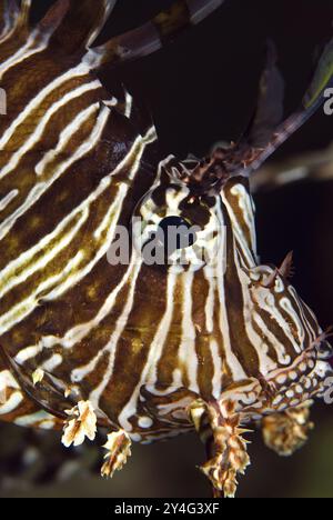 Red Lionfish - Pterois volitans - bellissimi pesci velenosi della barriera corallina delle barriere coralline indo-pacifiche e delle coste marine, in Egitto. Foto Stock