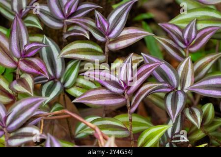 Bellissime piante di croton viola e verdi che crescono nel giardino all'aperto a Mangalore, nel Karnataka, in India. Foto Stock