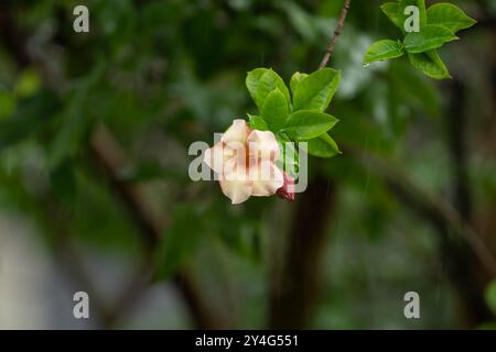 La pioggia solitaria inzuppò il fiore giamaicano del tramonto che cresce su un albero nel giardino di Mangalore a Karnataka, India. Chiamata anche Allamanda Cathartica. Foto Stock