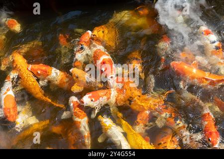 Carpa koi giapponese nello stagno del Parco delle Orchidee in Vietnam, Nha Trang. Molti pesci nuotano nello stagno con la nebbia artificiale cercando di catturare il cibo gettato loro Foto Stock