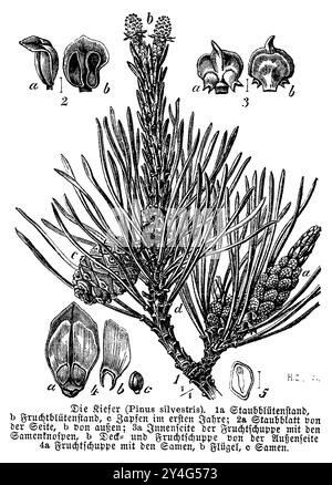 Pino scozzese, ramo con cono e seme, Pinus sylvestris, H.C. (libro di botanica, 1889), KieferZweig mit Zapfen und Samen, pin sylvestreBranche avec cônes et semis Foto Stock