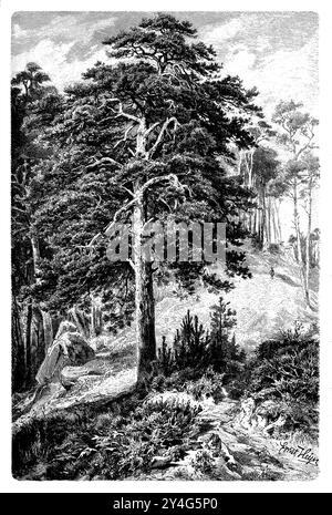 Pino scozzese, ramo con cono e seme, Pinus sylvestris, Heyn, Ernst (1841-1894) (libro di botanica, 1899), KieferZweig mit Zapfen und Samen, pin sylvestreBranche avec cônes et semis Foto Stock