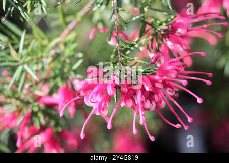 Cultivar Grevillea "Perla Rosa" (rosmarinifolia x juniperina ibrida) in fiore Foto Stock