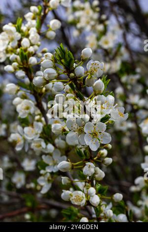 Fuoco selettivo dei rami bei dei fiori di prugna sull'albero sotto il cielo blu, i fiori di Sakura bei durante la stagione primaverile nel parco, p floreale Foto Stock