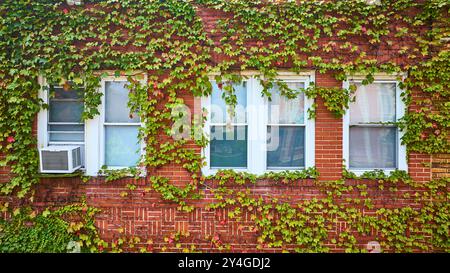 Vista a livello dell'occhio dell'edificio in mattoni ricoperti di edera con finestre Foto Stock