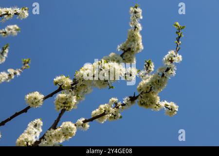 Fuoco selettivo dei rami bei dei fiori di prugna sull'albero sotto il cielo blu, i fiori di Sakura bei durante la stagione primaverile nel parco, p floreale Foto Stock