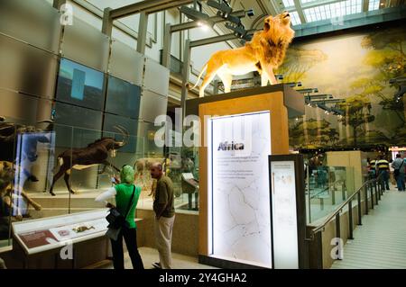 Museo nazionale di storia naturale campioni di mammiferi Washington DC // WASHINGTON DC - la Kenneth E. Behring Family Hall of mammiferi presso il Museo nazionale di storia naturale dello Smithsonian espone una vasta collezione di esemplari di mammiferi conservati. La mostra presenta diorami accuratamente realizzati e mostre che dimostrano la diversità della vita dei mammiferi. Queste presentazioni scientificamente accurate servono sia a scopi educativi che di ricerca. Foto Stock