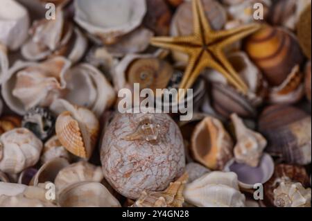 Una varietà di conchiglie mediterranee sparse sul tavolo Foto Stock