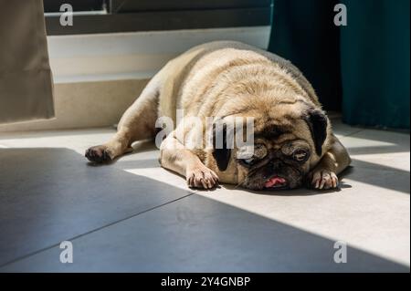 Scena al coperto di Sleeping Pug con adorabile cucciolo dormiente in pelliccia beige, orecchie nere, scena al chiuso. Foto Stock