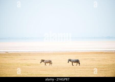 PARCO NAZIONALE DEL LAGO MANYARA, Tanzania: Due zenbre a piedi lungo il lago salato semi-secco del parco nazionale del lago Manyara nel nord della Tanzania. Foto Stock