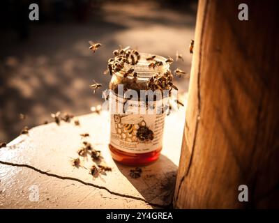 PARCO NAZIONALE DI TARANGIRE, Tanzania: Le api africane scivolano su un vaso di miele in un campeggio vicino al Parco nazionale di Tarangire, nel nord della Tanzania. Il parco, fondato nel 1970, copre circa 2.850 chilometri quadrati ed è noto per la sua variegata fauna selvatica e le grandi mandrie di elefanti. Tarangire fa parte del grande ecosistema Tarangire-Manyara nel circuito safari settentrionale della Tanzania. La vicinanza del parco alle comunità locali e alle strutture per campeggio spesso crea opportunità per incontri con la fauna selvatica. Le api africane si trovano comunemente in tutte le regioni della savana della Tanzania e sono note per il loro agg Foto Stock