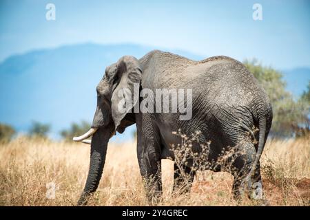 PARCO NAZIONALE DI TARANGIRE, Tanzania - un elefante africano adulto (Loxodonta africana) si trova nell'erba alta del Parco nazionale di Tarangire, noto per avere una delle più alte popolazioni di elefanti dell'Africa orientale. Il caratteristico paesaggio del parco presenta colline ondulate visibili sullo sfondo, parte del sistema geologico della Great Rift Valley. Il Tarangire National Park, fondato nel 1970, copre circa 2.850 chilometri quadrati (1.100 miglia quadrate) ed è situato nel circuito safari della Tanzania settentrionale, relativamente vicino sia al cratere di Ngorongoro che al parco nazionale di Serengeti. Foto Stock
