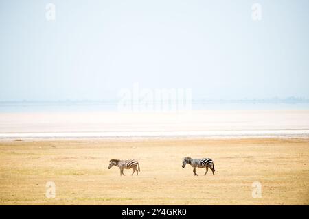 PARCO NAZIONALE DEL LAGO MANYARA, Tanzania: Due zenbre a piedi lungo il lago salato semi-secco del parco nazionale del lago Manyara nel nord della Tanzania. Foto Stock