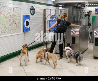 DOG WALKER NELLA METROPOLITANA PARIGINA Foto Stock