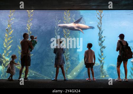Smithsonian National Zoo Sea Lions osservazione subacquea di Washington DC // WASHINGTON DC - i visitatori dello Smithsonian National Zoo osservano i leoni marini nuotare davanti a una grande finestra di vetro subacquea, fornendo una vista ravvicinata di questi agili mammiferi marini nel loro habitat acquatico. La mostra offre una prospettiva unica sul comportamento dei leoni marini e sull'adattamento alla vita acquatica. Foto Stock