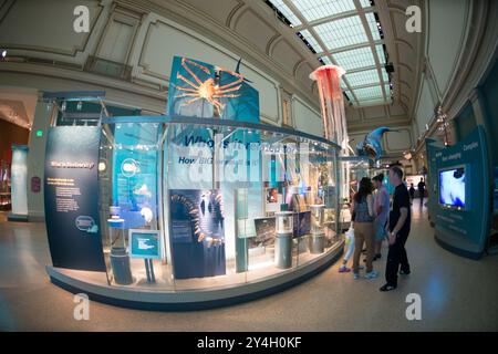 Sant Ocean Hall Smithsonian Museum Washington DC // WASHINGTON DC - la Sant Ocean Hall presso lo Smithsonian National Museum of Natural History sul National Mall. Questa grande mostra di 000 metri quadrati mette in mostra le vaste collezioni marine del museo, con una replica lunga 45 metri di una balena destra dell'Atlantico settentrionale, un modello di calamaro gigante e mostre interattive che esplorano gli ecosistemi oceanici dalla superficie al mare profondo. Foto Stock