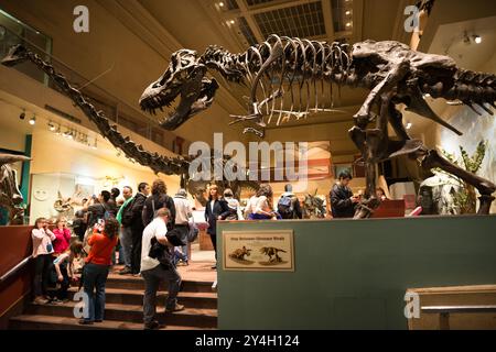 WASHINGTON DC, Stati Uniti — la vecchia Dinosaur Hall nello Smithsonian National Museum of Natural History, come apparve prima della sua chiusura nell'aprile 2014 per una completa revisione e ristrutturazione. La mostra presentava vari scheletri di dinosauro e mostre di fossili, mostrando l'ampia collezione paleontologica del museo nella sua presentazione originale prima del progetto di modernizzazione. Foto Stock